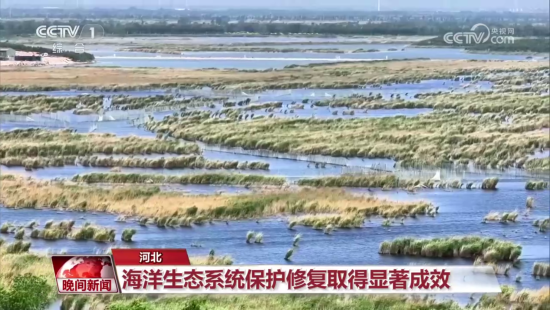 央视新闻：南大港湿地生态新篇章，共绘人与自然和谐画卷-2