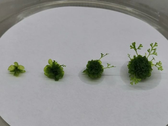 国家二级保护野生植物阴生桫椤孢子克隆成功-1