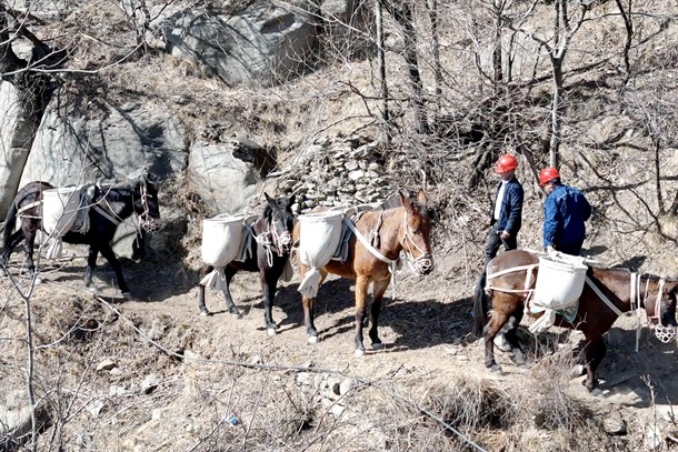 逐绿前行上的蝶变-1