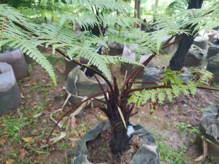 国家二级保护野生植物阴生桫椤孢子克隆成功-2