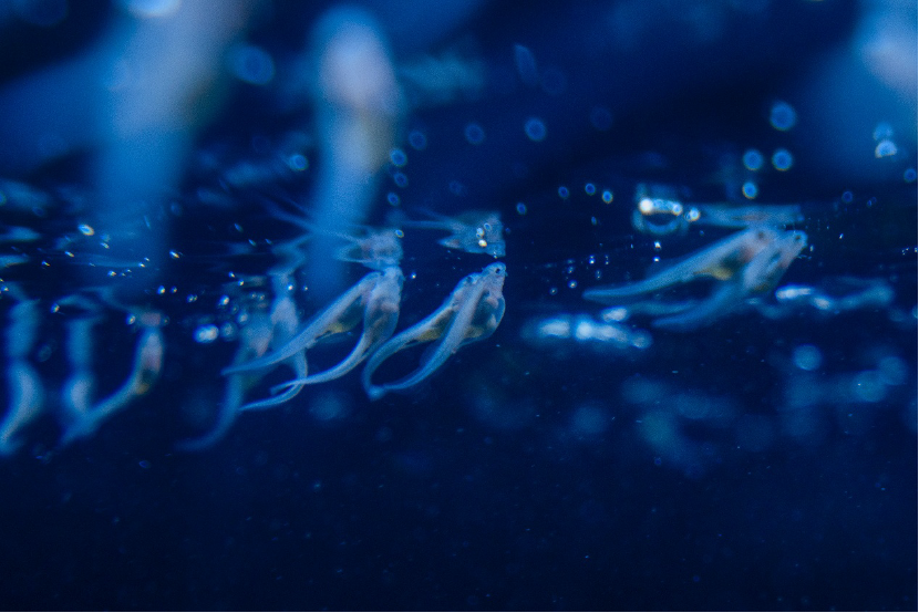 首批子三代中华鲟在三峡集团诞生-2