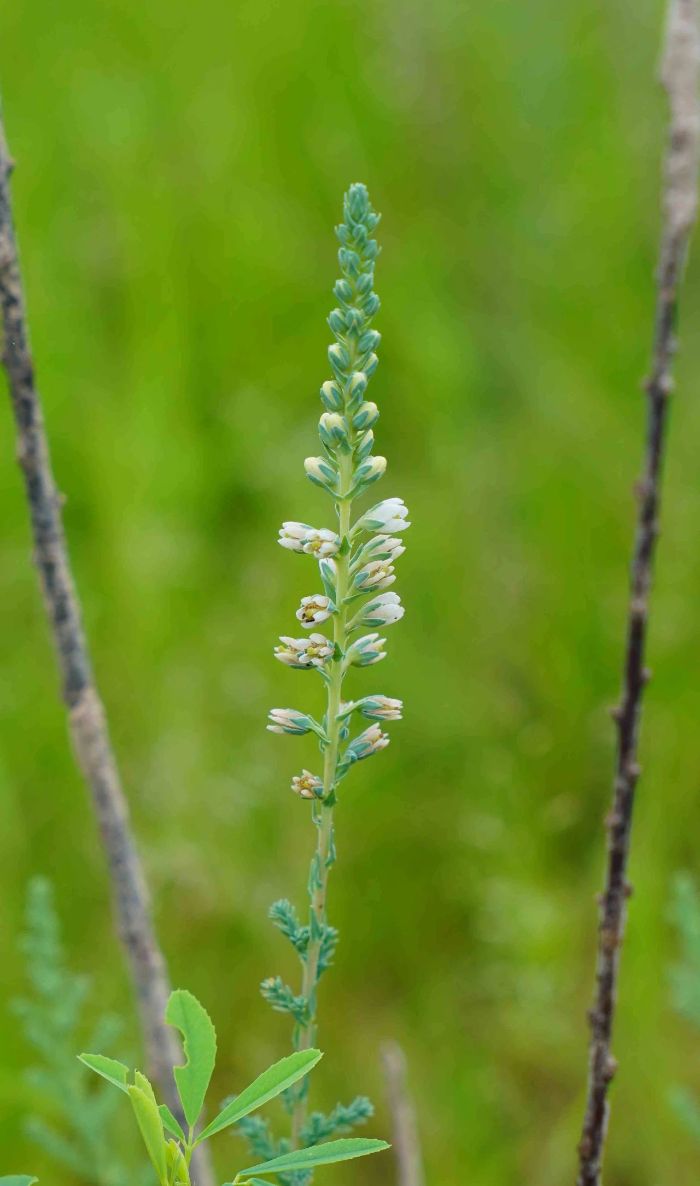 国家二级重点保护野生植物疏花水柏枝抗逆性生态试验成功-2