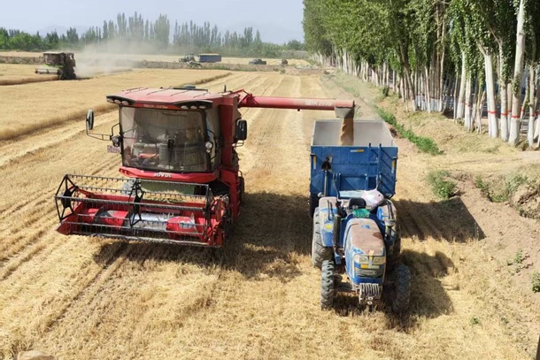 清水村的丰收答卷-1