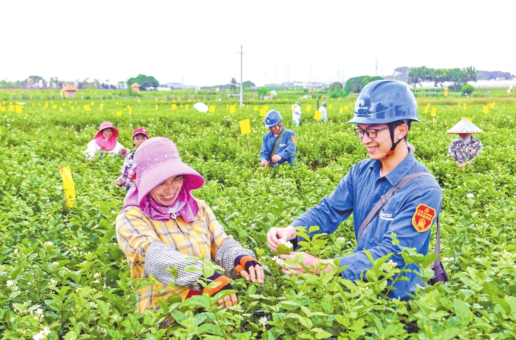 广西电网公司：茉莉飘香电力足-5