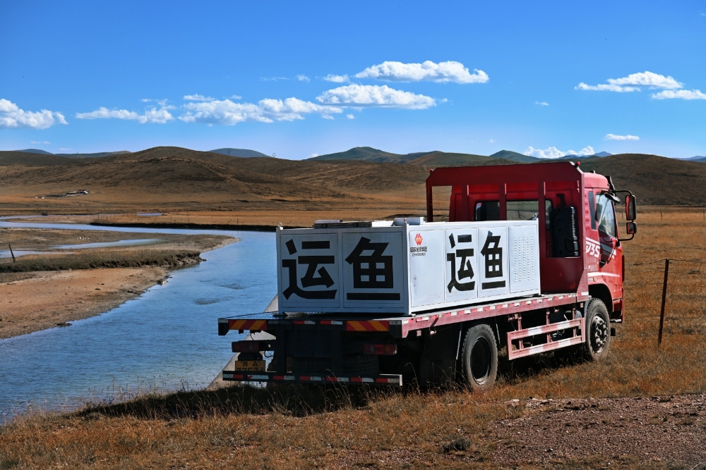 【重大工程】玛尔挡:鱼儿“坐电梯”,洄游路上的暖心航道-5